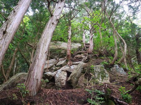 さらにこれを登っていく。最初のほうはまったりしていたのに、ずっとこういう急斜面の登りになる