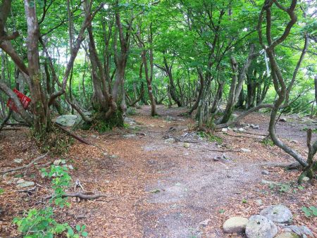 さて、カラ岳に向かって進んでいく。ここからなだらかなアップダウンが続く