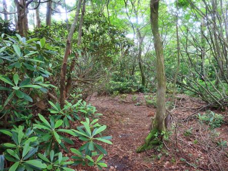 なんかジャングルのようなところがあったので撮影しておいた