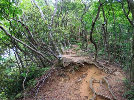 尾根道のような感じの道が続いていく。最初はなだらかなんだけどね