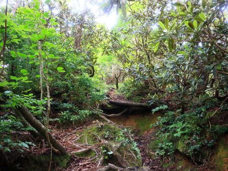 この付近からちょっとした登りになってくる。足が疲れているので最後の力を振り絞って登っていく
