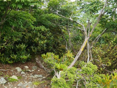 さて下るけど、ここでスマホの充電もなくなって撮影できなくなってしまった