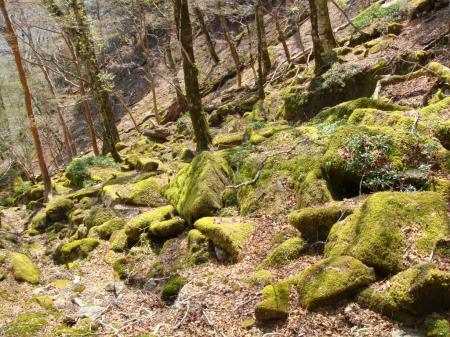 下っている左右は苔地帯