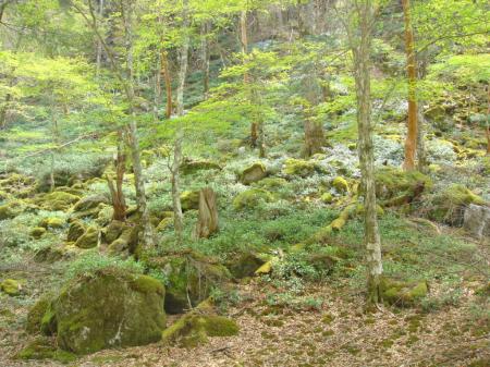 苔の原生地帯。まさに神秘の場所だった