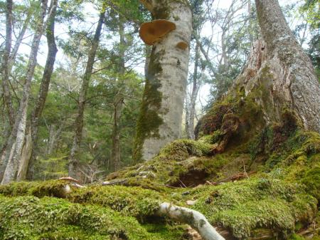 途中で大きい猿の腰掛があった