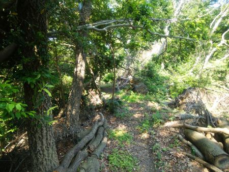 下りの尾根道は踏み跡はあるけど、あまり人が通ってる感じではない道だった