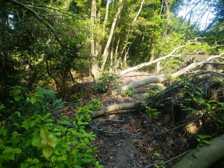 かなり登山道は荒れてきた。踏み跡はまだわずかにある