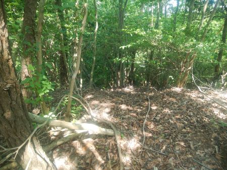 ここで少し迷ったところ。国土地理院地図の破線だとこの樹林帯の中を進まないといけないけど、こんなところ下れないのでテープ頼りに下ってみることにした