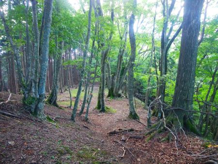 この付近までくると登りが楽になる