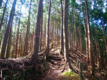 最後の登りだけど、あともう少しで山頂だと思われる