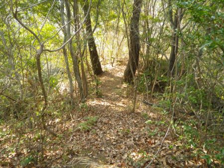 最初の急登が終わると少しなだらかな下りになるが、その分また登らされることになる