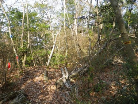 結構アップダウンがあってピークに登るとP346と書いてあるので、地図にある標高346m地点。楠峠は距離的にはもうすぐなんだけどね