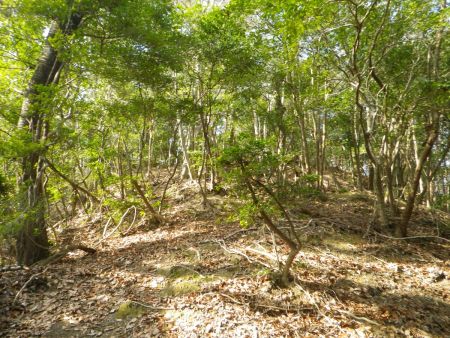 P346から一旦下って再び登りがはじまる。この先、地図を見るともう一つアップダウンがあるんだよね