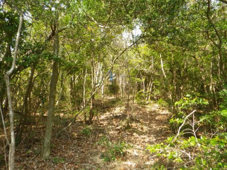 楠峠を過ぎると今度は昭和山への登りがはじまる。さすがにこれほどアップダウンが続いたので疲れてきた
