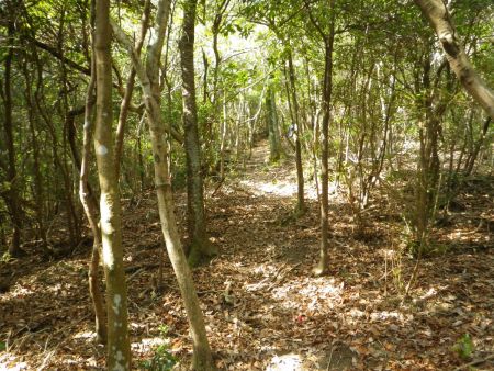 写真ではわかりにくいけど、少し急登になってきた。楠峠から標高差50mほどなんだけどほとんど直登してるんだよね