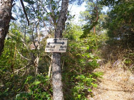 昭和山の手前で分岐の道標プレートがあったけど、実際はもう少し手前のところから槌ノ子峠への道がある。それにしても槌ノ子峠まで2.45kmって距離的に最初の分岐から半分くらいしかきてないことになる