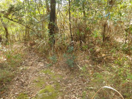 ここで画像ではわかりにくいけど左から登ってきたんだけど、槌ノ子峠へは右に下っていく。昭和山山頂手前にあった道標プレートより少し下ったところ