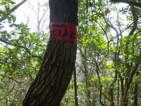 テープに槌ノ子峠への方角が書かれているのでこれを目印に進んでいくといいが、これを見つけるのに少し時間がかかってしまった