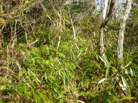 ほぼ道なき道を進んでいく感じになってきたけど、基本は尾根道でテープはあるしわずかに踏み跡もあるので迷いはしないと思う