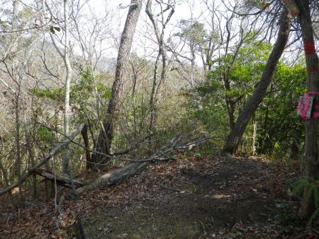 再びピークに登ると道標のプレートがあったけど、地図を見るとアップダウンは槌ノ子峠まで続くようだ