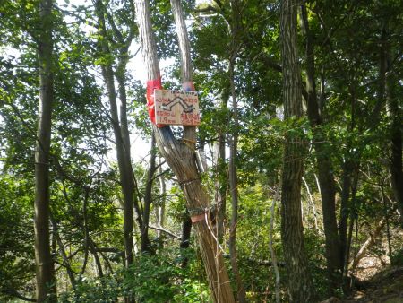 少し登って一つ目のピークのところに槌ノ子峠まであと0.45kmと書かれていた。実は標高50mほど登らされることになっていた