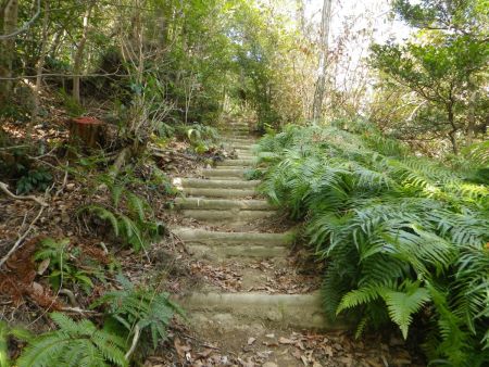 マジで階段だけは勘弁してほしい。ペースは乱されるし息も切れやすいんだよね。でも昭和山の道と違って整備はされているのはいいんだけどね