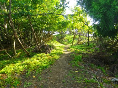 ここを登りきると山頂に到着する