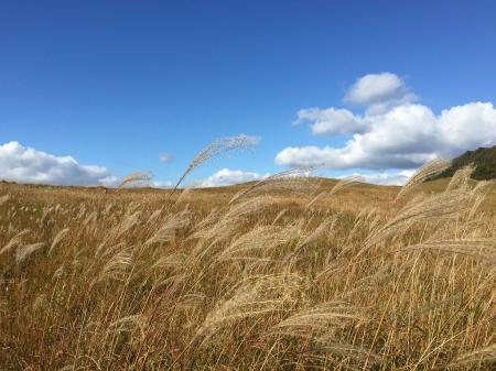 青空とススキのコラボもまたグッド