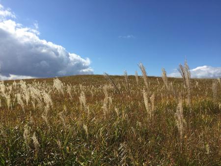 しかしこのススキ時期が終わると刈られるんだろうね