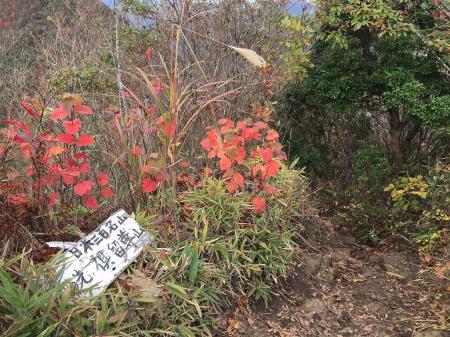 ではでは倶留尊山へ向かう