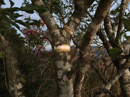 このテープに亀山山頂と書いてあったのかな！？何か薄っすらと文字が残ってるけど・・・