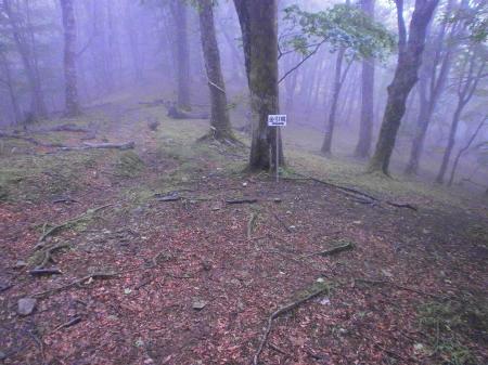 金引尾根の分岐