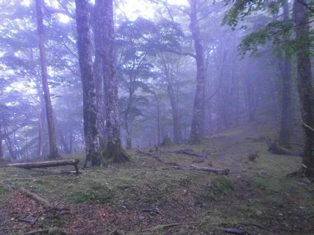 雨が本降りになった
