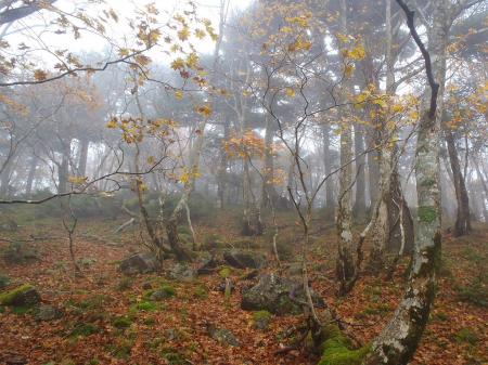 やっとピークが見えてきた
