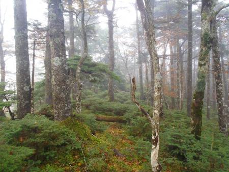 ここからは苔の原生林の稜線歩きになる