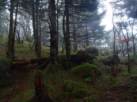 これでゴール！？ではなく、これが弥山の手前になる