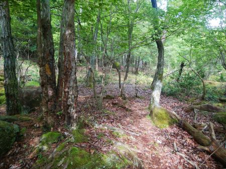 地図通りに樹林帯の中を進んでいく。湿地帯になっていて靴が泥だらけになった