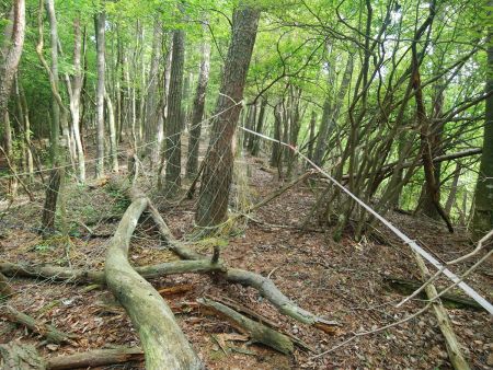獣除けネットなのかとりあえず方角は合ってるのでこのまま進んでいく