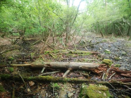 この沢筋を登っていくのが正解なのだが、ここでも歩いていてかなり泥だらけになってしまった