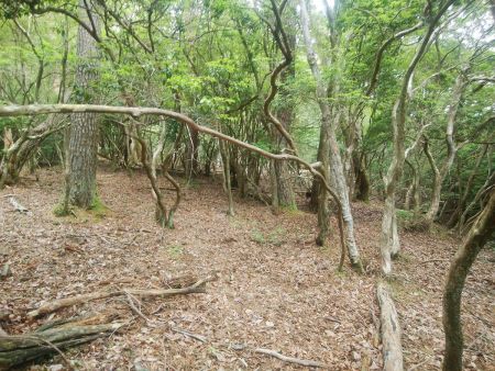 少し沢筋から離れてコル部があるので目指していく。もちろん踏み跡やテープなんかない