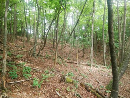 やっとコル部らしきところが見えた