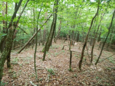 コル部から右のピークへ登っていく。最初のほうは少し下り気味かも