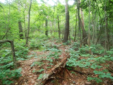 ピークへの登りはこんな感じで無理矢理登っていく感じ。少し急登だったかもしれないけど、距離は短かった