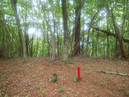 掃雲峰の山頂に到着。山頂は何もない樹林帯の中で単なるピークだった