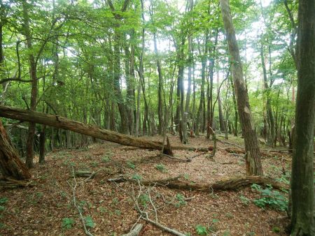 さて下山することにした。次に目指すのは天狗岩。ここからは尾根道の下りなので迷うことはない
