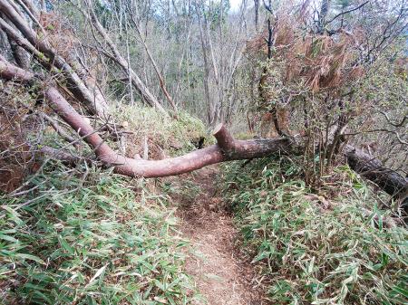続いて国見山を目指す