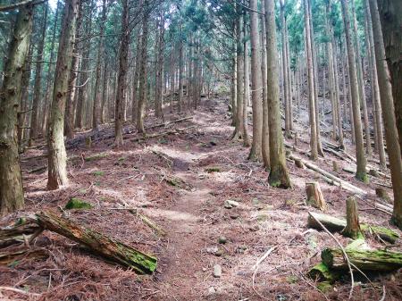 国見山への登りが始まる。もう身体は慣れてきたので登りも結構楽になってきた
