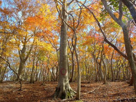 ちょっと七人山へ向かいます