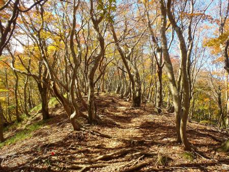 続いて東雨乞岳を登ります