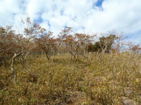 樹林がなくなってきました